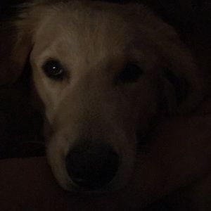 Meet your Posher, Joaquin